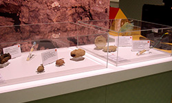 Les musées apprécient généralement les vitrines en plastique pour leur qualité et leur transparence.